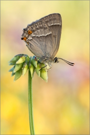 Blauer-Eichen-Zipfelfalter (Favonius quercus) 04