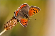 Kleiner Feuerfalter 01 (Lycaena phlaeas)