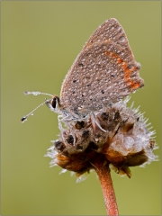 Kleiner Feuerfalter 02 (Lycaena phlaeas)