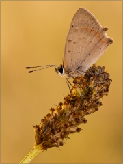 Kleiner Feuerfalter 03 (Lycaena phlaeas)