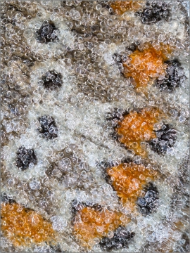 Hauhechel-Bläuling 22 (Polyommatus icarus)