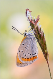 Großer Feuerfalter 01 (Lycaena dispar)