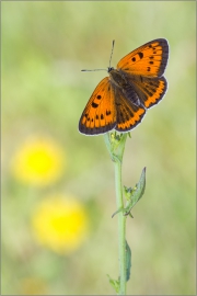 Großer Feuerfalter (Lycaena dispar) 03