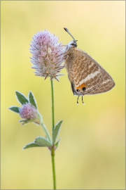 Großer Wanderbläuling (Lampides boeticus) 04