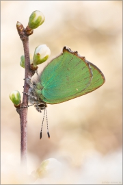 Grüner Zipfelfalter (Callophrys rubi) 02