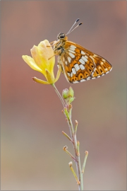 Schlüsselblumen-Würfelfalter 01 (Hamearis lucina)