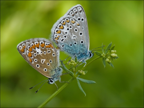 Hauhechel-Bläuling Paarung 03 (Polyommatus icarus)