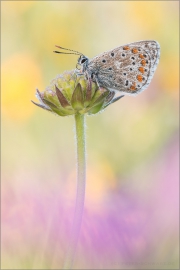 Himmelblauer Bläuling (Polyommatus bellargus) 03