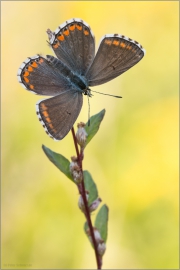 Himmelblauer Bläuling (Polyommatus bellargus) 02