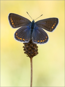 Hauhechel-Bläuling 08 (Polyommatus icarus)