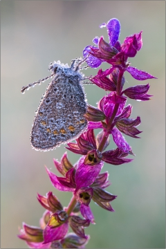Hauhechel-Bläuling 10 (Polyommatus icarus)