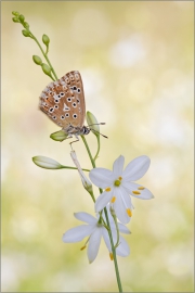 Silbergrüner Bläuling 01 (Polyommatus coridon)