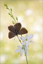 Silbergrüner Bläuling 02 (Polyommatus coridon)