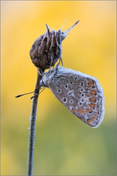 Hauhechel-Bläuling 11 (Polyommatus icarus)