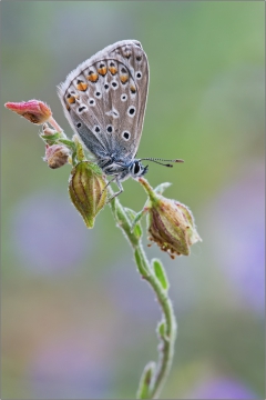 Hauhechel-Bläuling 12 (Polyommatus icarus)