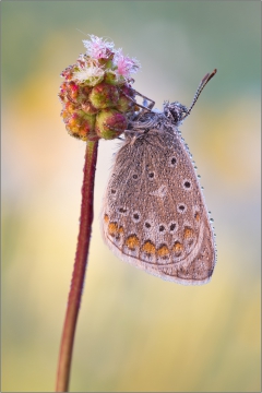 Hauhechel-Bläuling 13 (Polyommatus icarus)