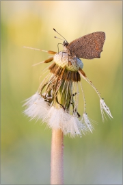 Kleiner Feuerfalter 04 (Lycaena phlaeas)