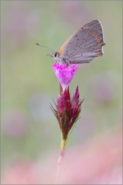 Kleiner Feuerfalter 05 (Lycaena phlaeas)