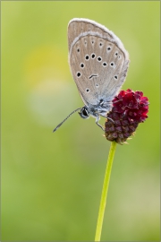 Heller Wiesenknopf-Ameisenbläuling 01 (Phengaris teleius)