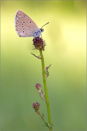 Heller Wiesenknopf-Ameisenbläuling 02 (Phengaris teleius)