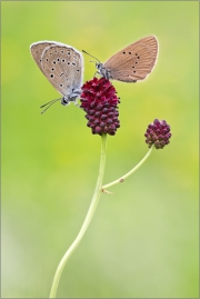 Heller und Dunkler Wiesenknopf-Ameisenbläuling 01 (Phengaris teleius und nausithous)