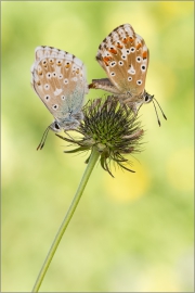 Silbergrüner Bläuling Paarung 03 (Polyommatus coridon)