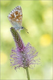 Silbergrüner Bläuling 07 (Polyommatus coridon)