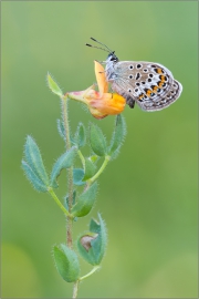 Argus-Bläuling (Plebejus argus) 01