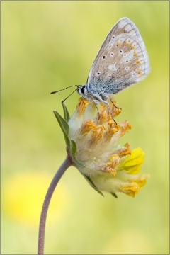 Wundklee-Bläuling 01 (Polyommatus dorylas)