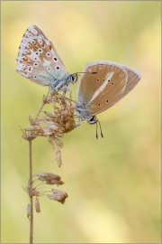 (Polyommatus coridon) und Weißdolch-Bläuling 02 (Polyommatus damon)