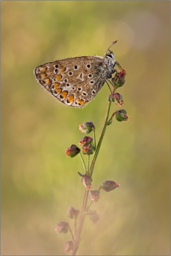 Hauhechel-Bläuling 17 (Polyommatus icarus)
