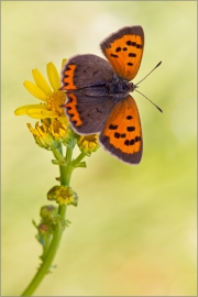 Kleiner Feuerfalter 06 (Lycaena phlaeas)