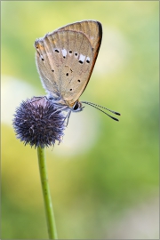 Dukatenfalter 01 (Lycaena virgaureae)