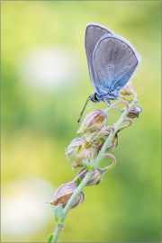 Rotklee-Bläuling 03 (Polyommatus semiargus)