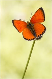 Dukatenfalter 02 (Lycaena virgaureae)