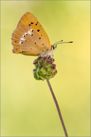 Dukatenfalter 03 (Lycaena virgaureae)