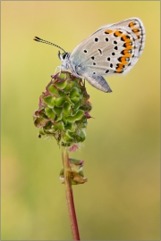 Kronwicken-Bläuling 01 (Plebejus argyrognomon)