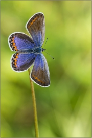 Kronwicken-Bläuling 02 (Plebejus argyrognomon)