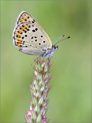 Brauner Feuerfalter 01 (Lycaena tityrus)