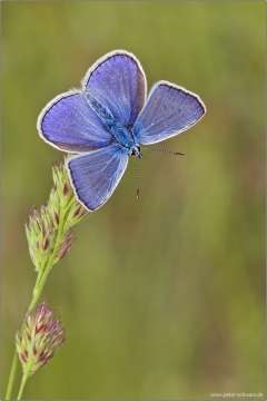 Hauhechel-Bläuling 18 (Polyommatus icarus)