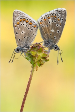 Hauhechel-Bläuling 19 (Polyommatus icarus)