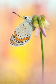 Kronwicken-Bläuling (Plebejus argyrognomon) 03