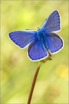 Hauhechel-Bläuling 20 (Polyommatus icarus)