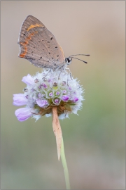 Kleiner Feuerfalter 06 (Lycaena phlaeas)