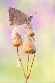 Kleiner Feuerfalter 07 (Lycaena phlaeas)