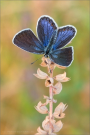 Kronwicken-Bläuling (Plebejus argyrognomon) 06