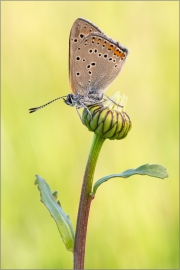 Lilagold-Feuerfalter 01 (Lycaena hippothoe)