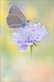 Lilagold-Feuerfalter 05 (Lycaena hippothoe)