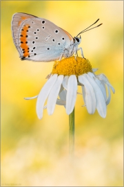 Großer Feuerfalter (Lycaena dispar) 04