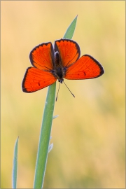 Großer Feuerfalter (Lycaena dispar) 02